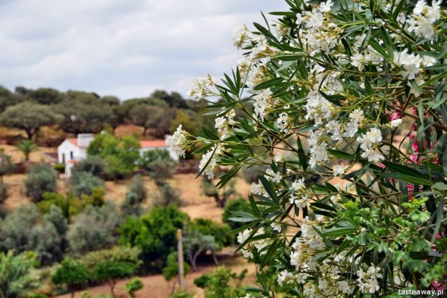 Horta da Moura, hotels in Alentejo, Portugal, Alentejo, Monsaraz, what to see in Portugal, what to see in Alentejo, most beautiful places in Portugal, 