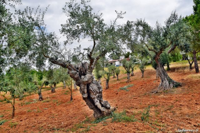Horta da Moura, hotels in Alentejo, Portugal, Alentejo, Monsaraz, what to see in Portugal, what to see in Alentejo, most beautiful places in Portugal
