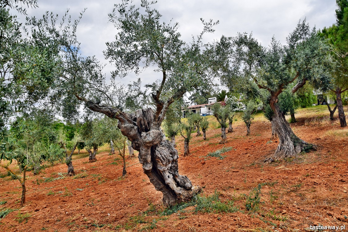 drzewa oliwne, Portugalia, Alentejo