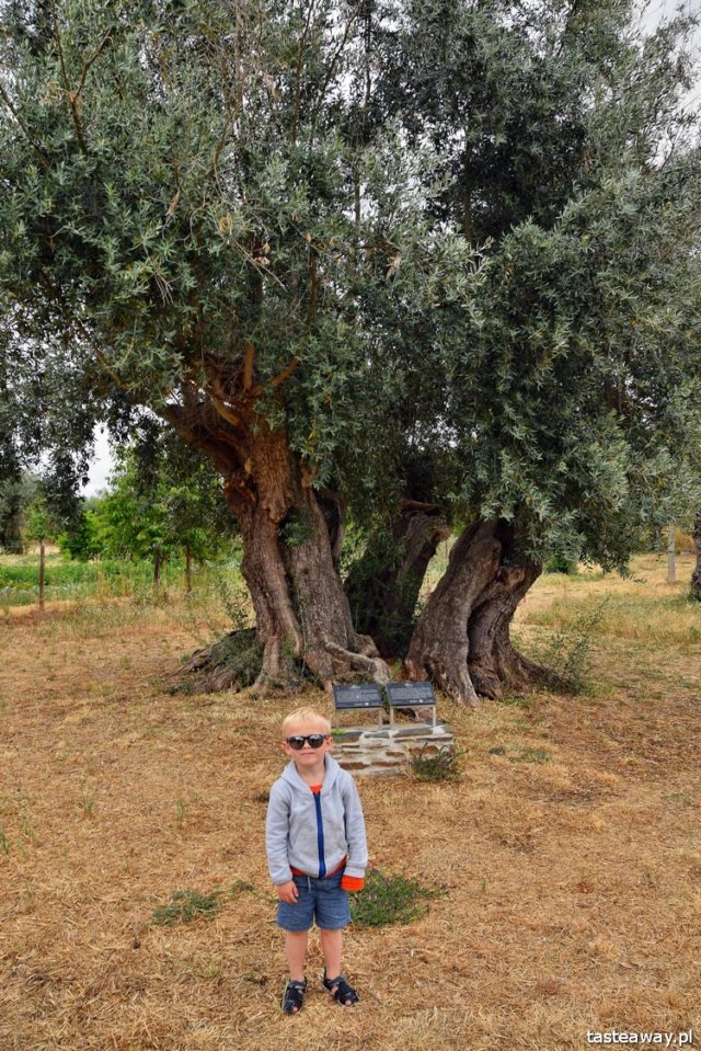 Horta da Moura, hotels in Alentejo, Portugal, Alentejo, Monsaraz, what to see in Portugal, what to see in Alentejo, most beautiful places in Portugal, oldest olive tree