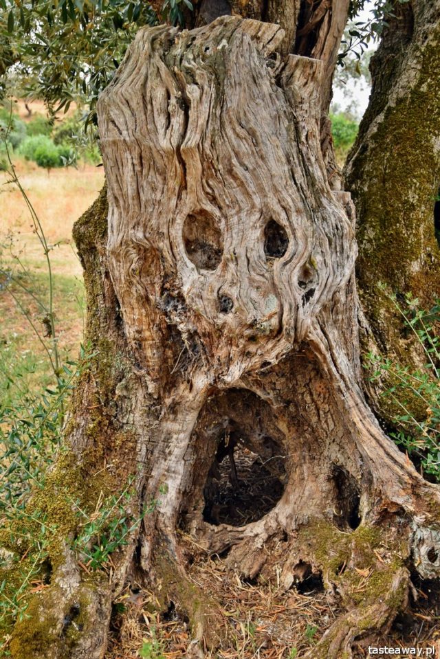 Horta da Moura, hotels in Alentejo, Portugal, Alentejo, Monsaraz, what to see in Portugal, what to see in Alentejo, most beautiful places in Portugal, oldest olive tree