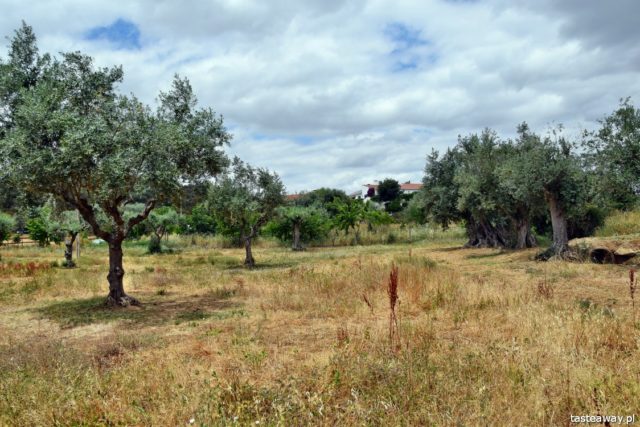 Horta da Moura, hotels in Alentejo, Portugal, Alentejo, Monsaraz, what to see in Portugal, what to see in Alentejo, most beautiful places in Portugal, oldest olive tree
