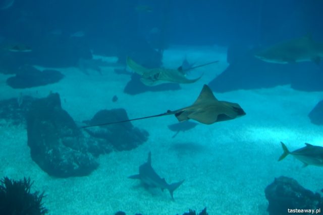 Lisbon, what to see in Lisbon, manta ray, oceanarium in Lisbon