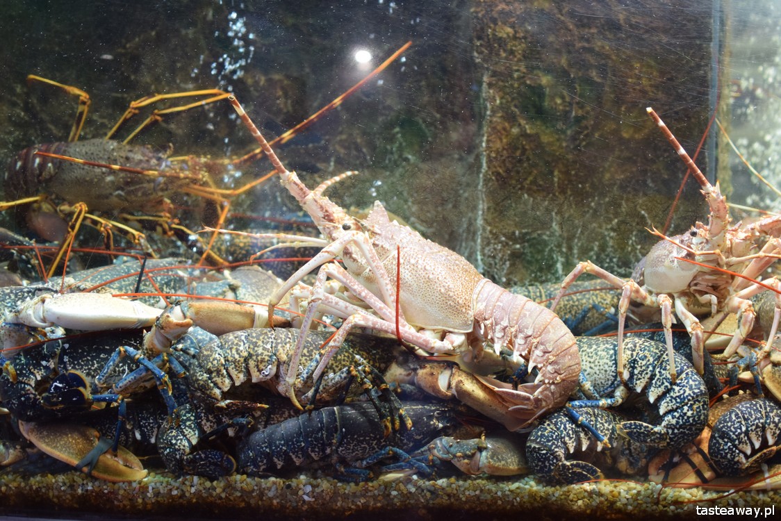 restauracje Lizbona, gdzie jeść w Lizbonie, homar, gdzie na homara w Lizbonie, owoce morza w Lizbonie, Solar dos Presuntos