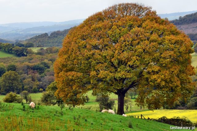 Wales, Great Britain, what to see in Wales, most beautiful places in Great Britain, Breacons Beacon