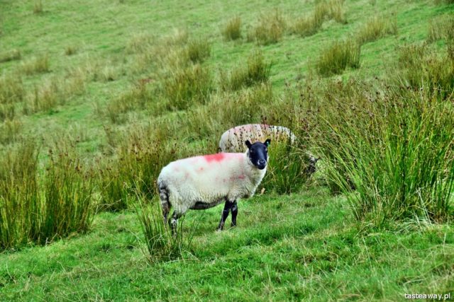 Wales, Great Britain, what to see in Wales, most beautiful places in Great Britain, 