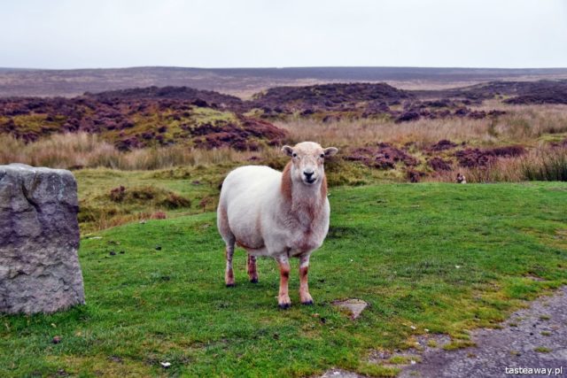 Wales, what to see in Wales, what to do in Wales, sheep, Wales with a kid
