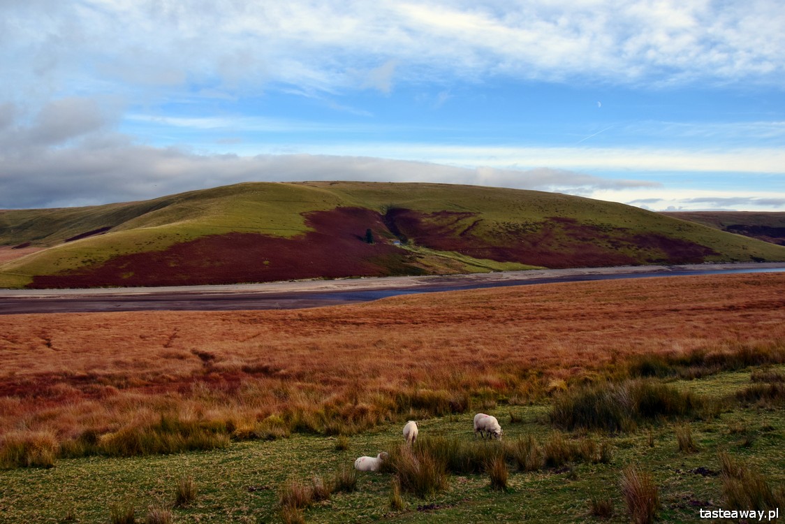 Walia, co zobaczyć w Walii, najciekawsze miejsca w Walii, owce w Walii