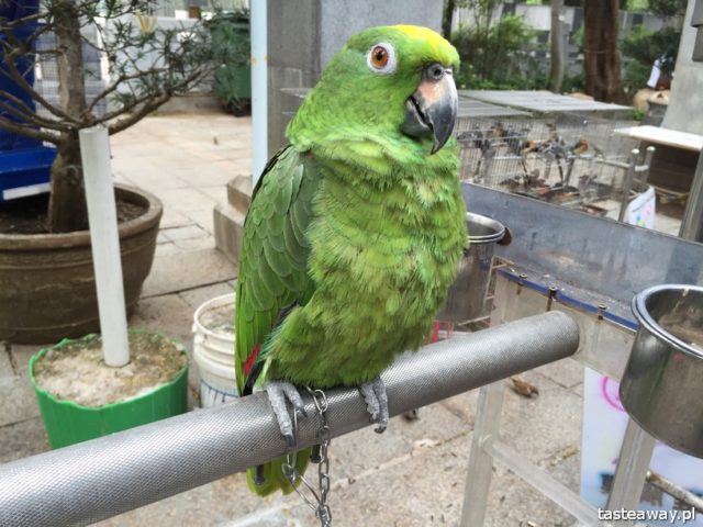Hong Kong, Flower Market, Bird Garden