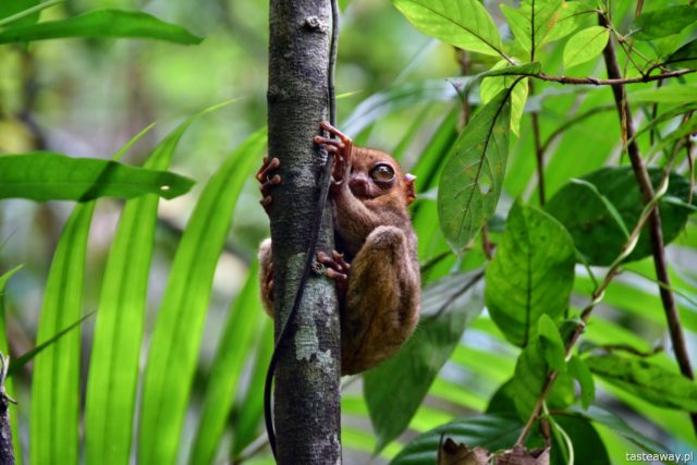 Bohol, Philippines, what to do on Bohol, what to do in Philippines, tarsiers, Philippine Tarsiers Sanctuary, tarsiers on Bohol