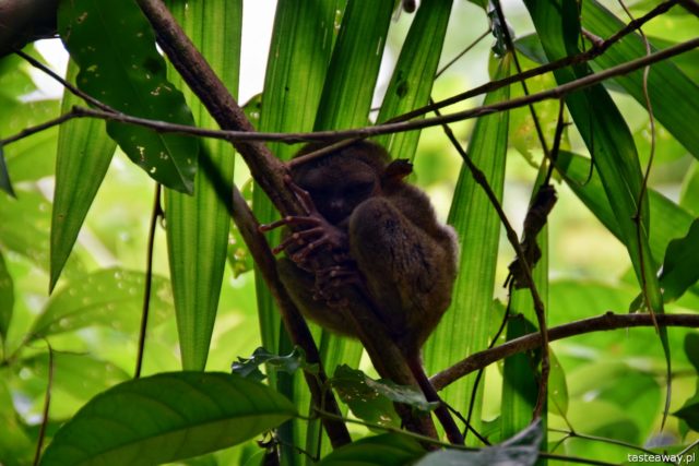 Bohol, Philippines, what to do on Bohol, what to do in Philippines tarsiers, Philippine Tarsiers Sanctuary, tarsiers on Bohol