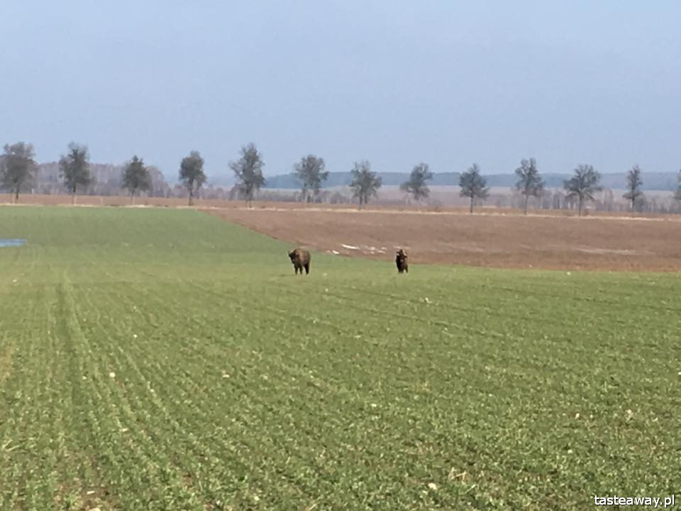 Tatarska Jurta, Kruszyniany, Dżenneta Bogdanowicz, Tatarzy w Polsce, kuchnia tatarska, magiczne miejsca w Polsce, żubry