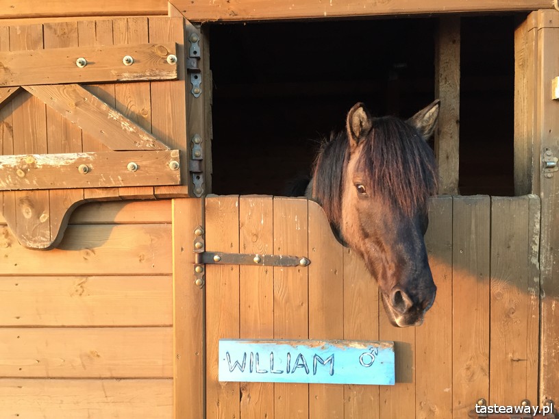 Tatarska Jurta, Kruszyniany, Dżenneta Bogdanowicz, Tatarzy w Polsce, kuchnia tatarska, magiczne miejsca w Polsce