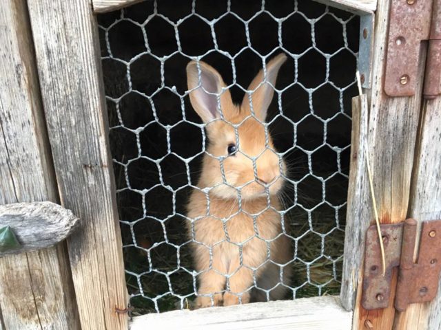 Łotwa, co robić na Łotwie, co zobaczyć na Łotwie, Klajumi, Kraslava