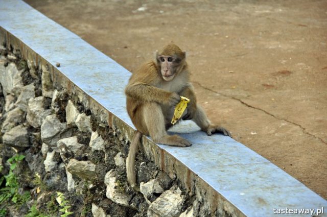 Tajlandia, co zobaczyć w Tajlandii, Chiang Rai, pólnoc Tajlandii, co zobaczyć na północy Tajlandii, monkey temple