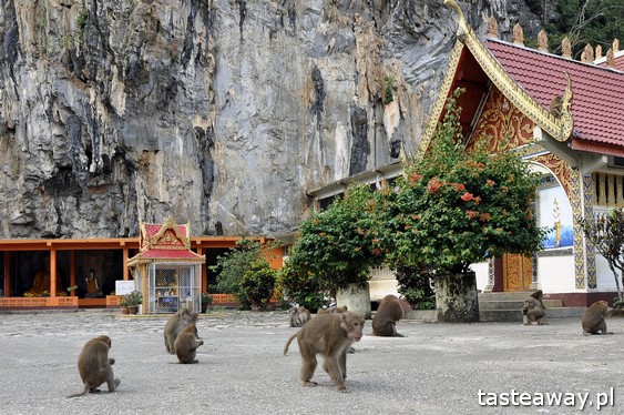 Tajlandia, co zobaczyć w Tajlandii, Chiang Rai, pólnoc Tajlandii, co zobaczyć na północy Tajlandii, Monkey Temple