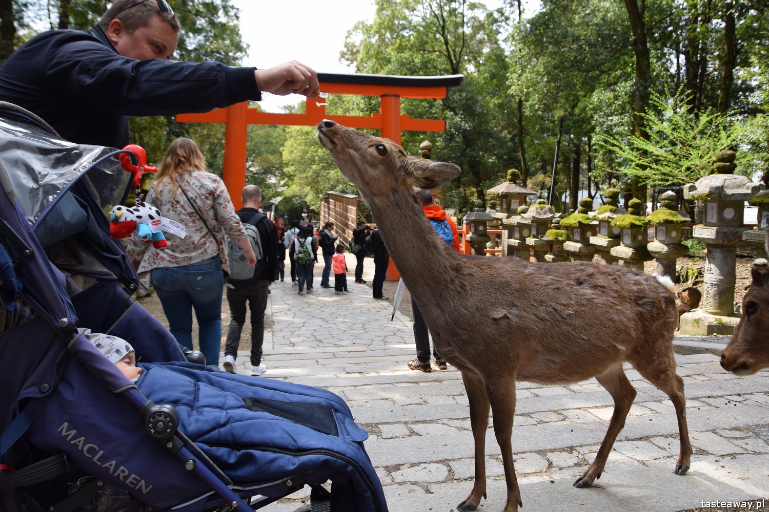 Japonia z dziećmi, dziecko w Japonii, podróżowanie z dziećmi, Japonia, sushi z dziećmi, sushi w Japonii