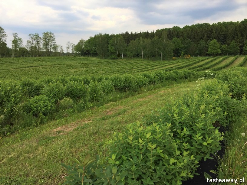 Borówkowe Domki, magiczne miejsca w Polsce, magiczne miejsca w okolicach Warszawy, plantacje borówek, gdzie na weekend, plantacje borówek, weekend z dziećmi