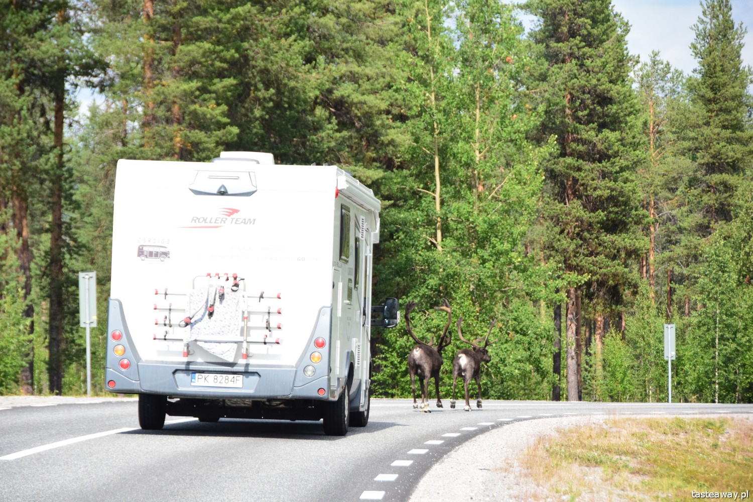 Szwecja, co zobaczyć w Szwecji, urlop w Szwecji, kultura Samów, Samowie, Jokkmokk, renifery