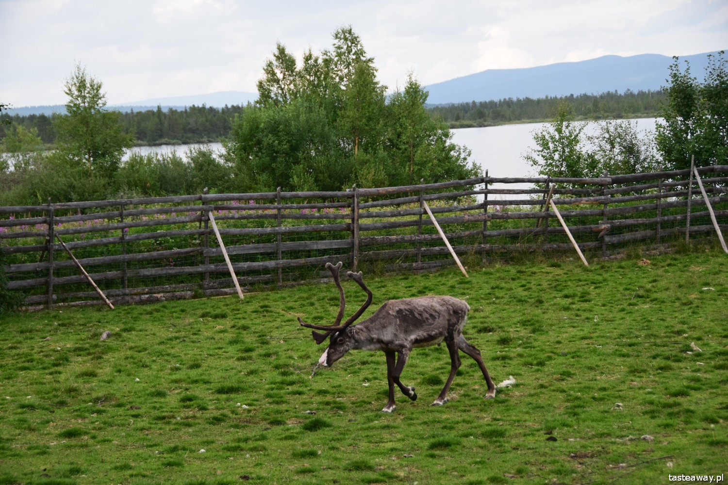 Szwecja, co zobaczyć w Szwecji, urlop w Szwecji, kultura Samów, Samowie, Jokkmokk, renifery