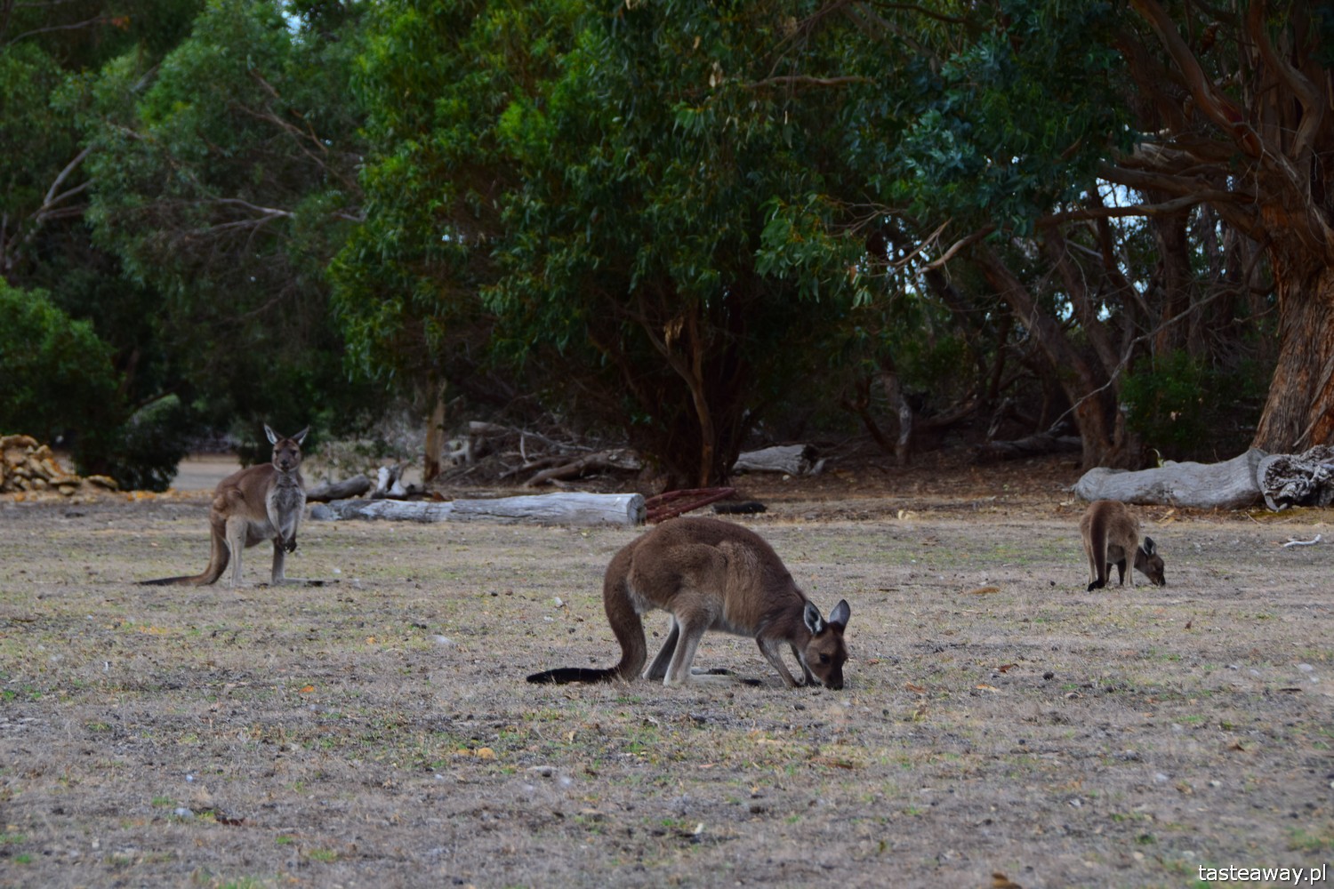 Australia, co zobaczyć w Australii, co zobaczyć w okolicach Adelajdy, Kangaroo Island, co zobaczyć na Kangaroo Island, Stokes Bay, Kangury, FLinders Chase