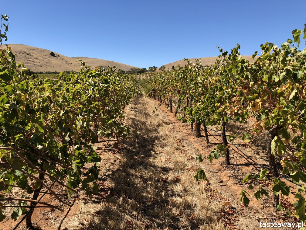 Australia, co zobaczyć w Australii, australijskie wino, Barossa Valley,