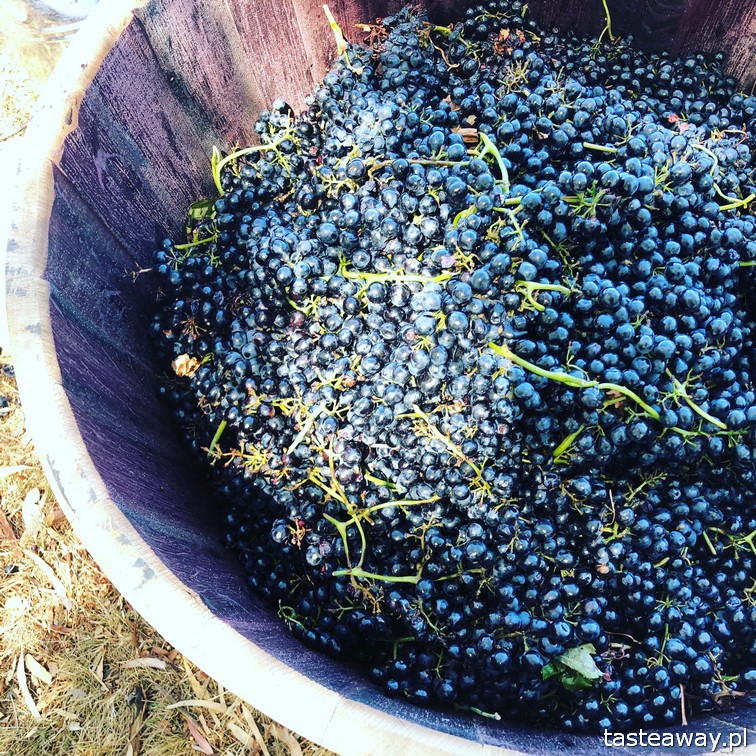 Australia, co zobaczyć w Australii, australijskie wino, Barossa Valley, wina Jacob's Creek