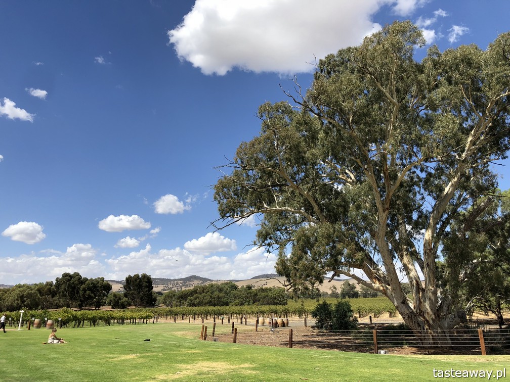 Australia, co zobaczyć w Australii, australijskie wino, Barossa Valley, wina Jacob's Creek, wino, australijski styl życia, pogoda w Australii, jesień