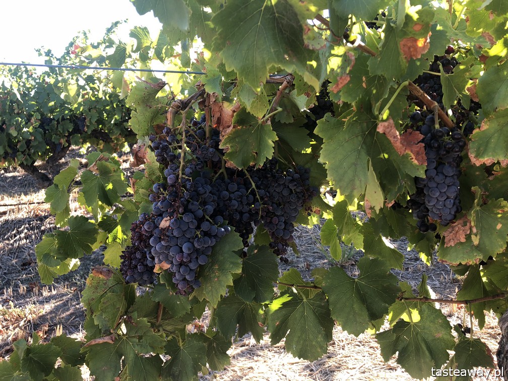 Australia, co zobaczyć w Australii, australijskie wino, Barossa Valley, wina Jacob's Creek