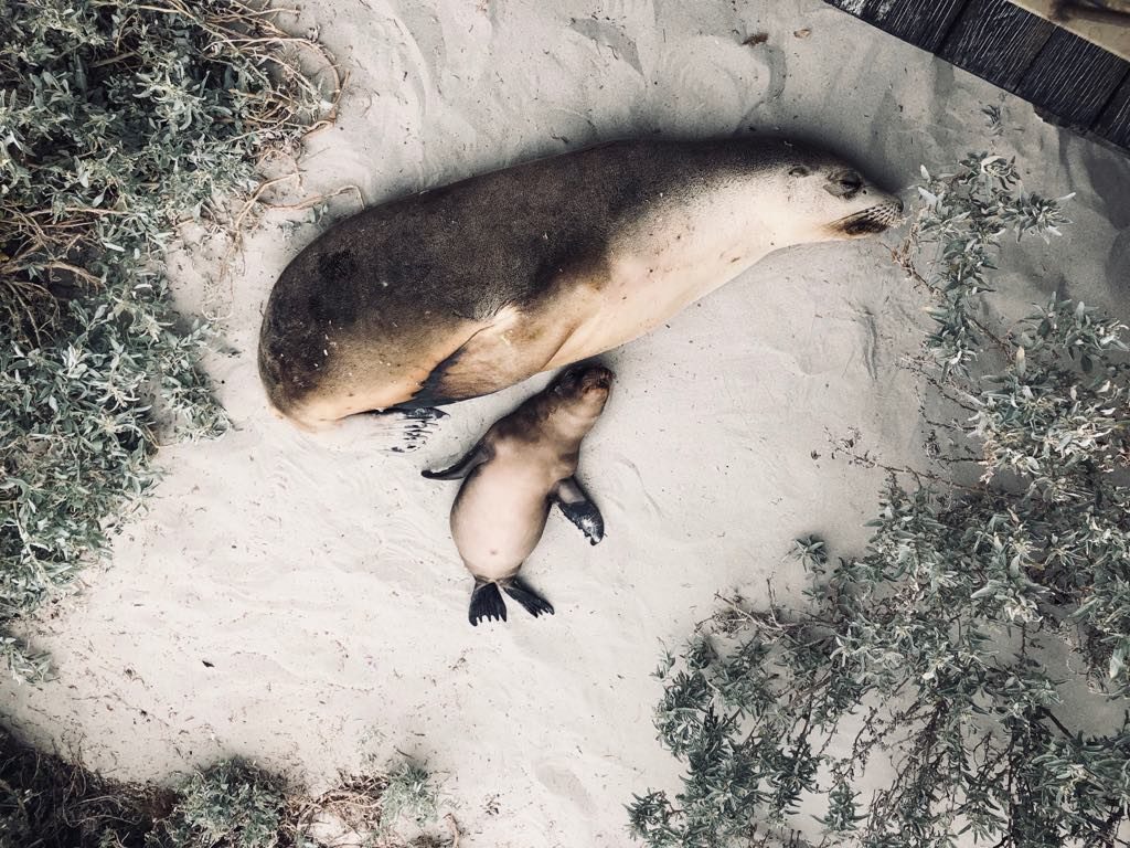 seal-bay