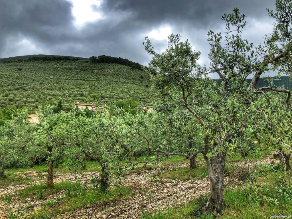 gaje-oliwne-umbria-4