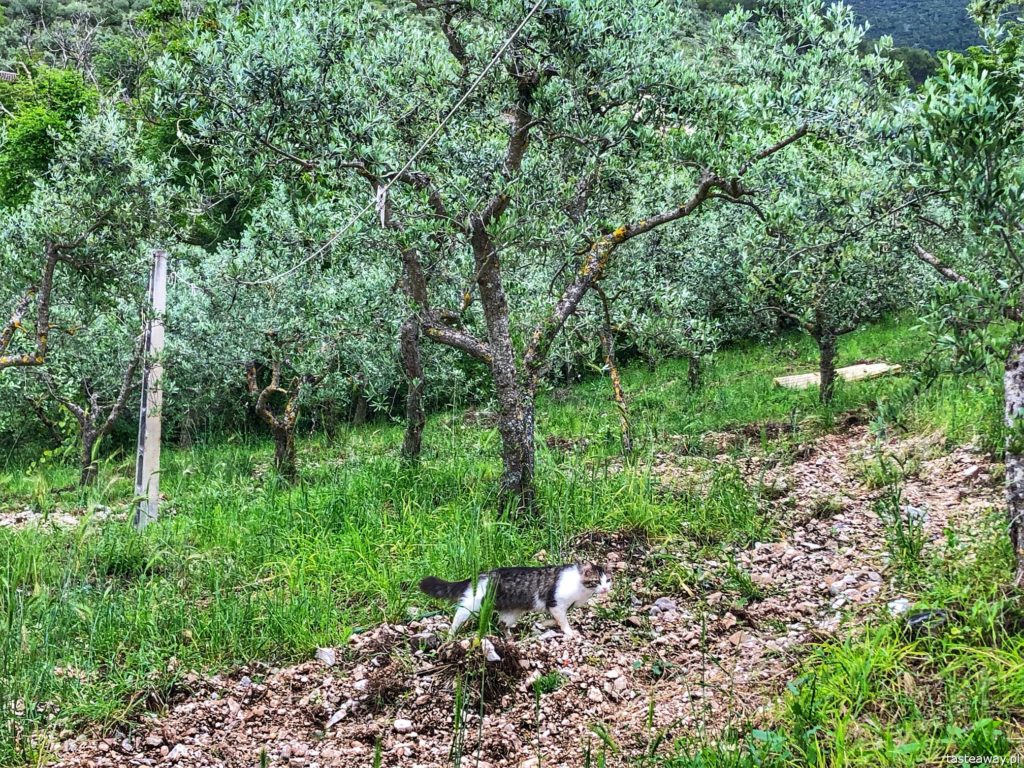 gaje-oliwne-umbria-5