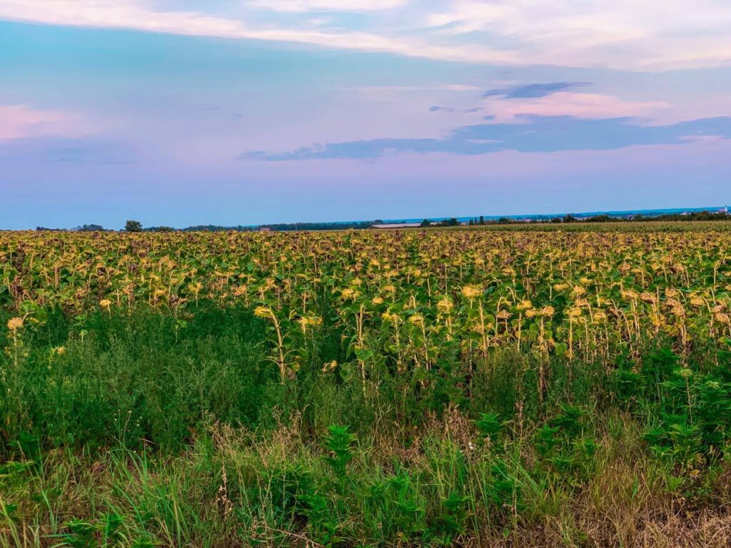 Chorwacja_pola słoneczników