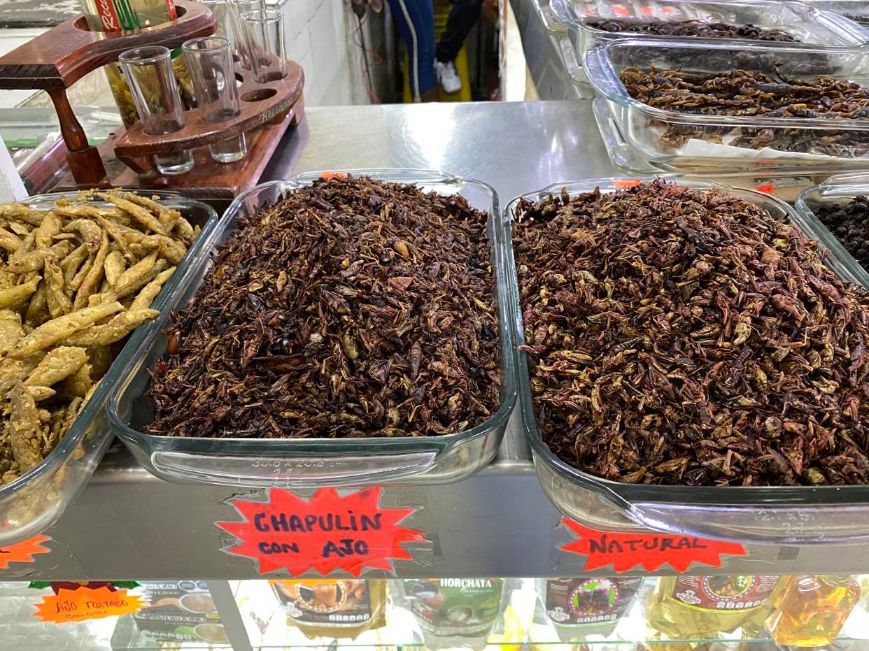 chapulin