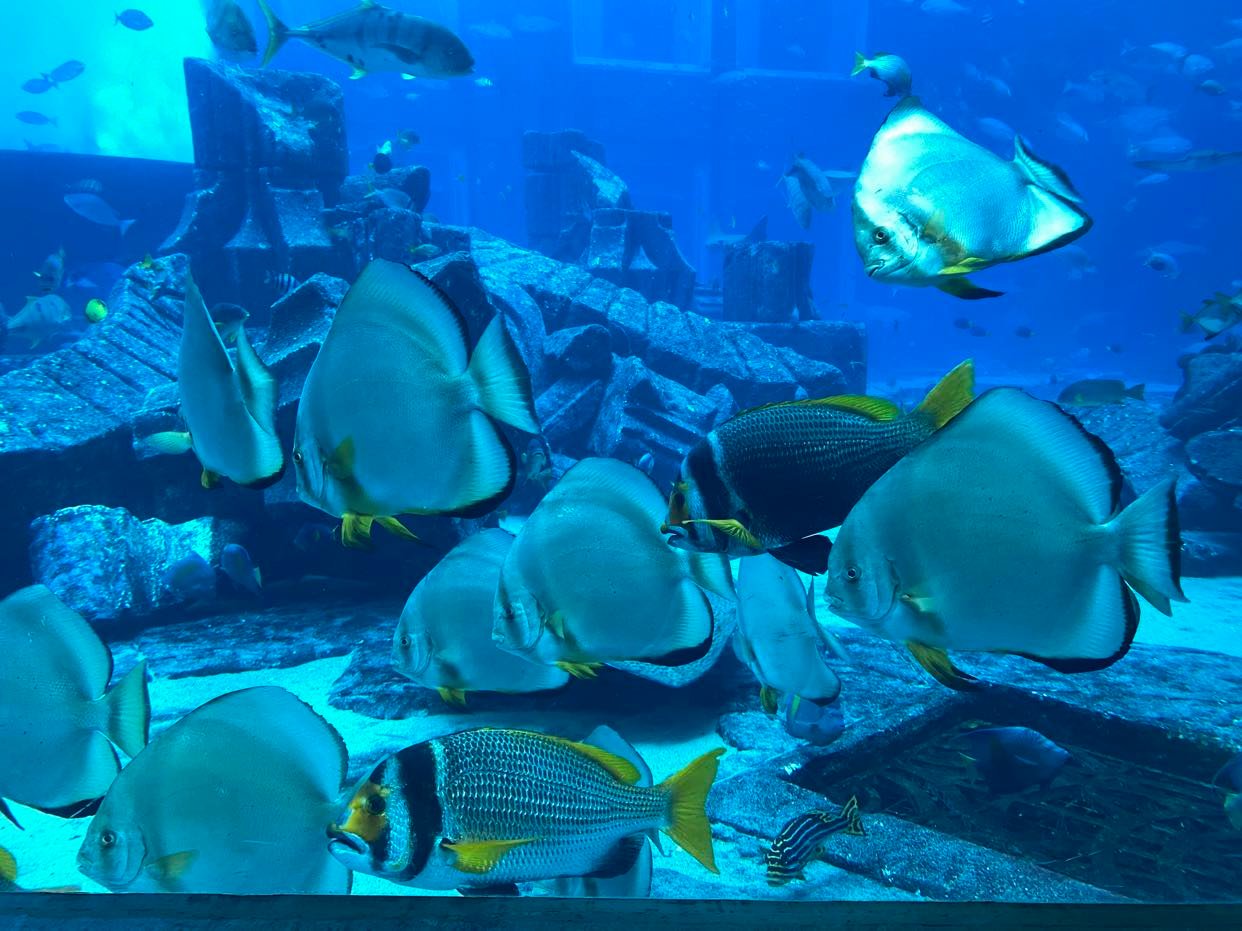 Lost Chambers_oceanarium