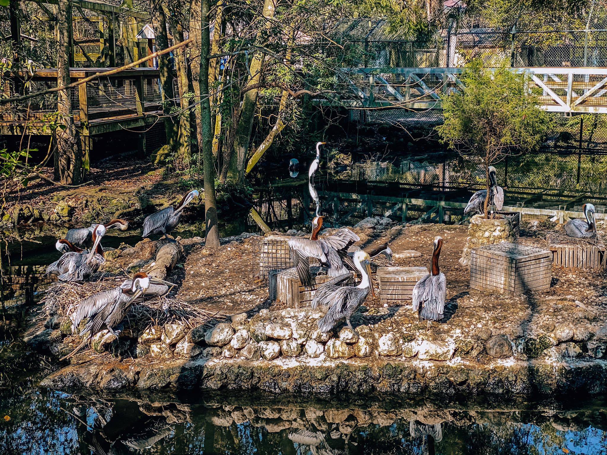 Homosassa Springs_Wildlife_3