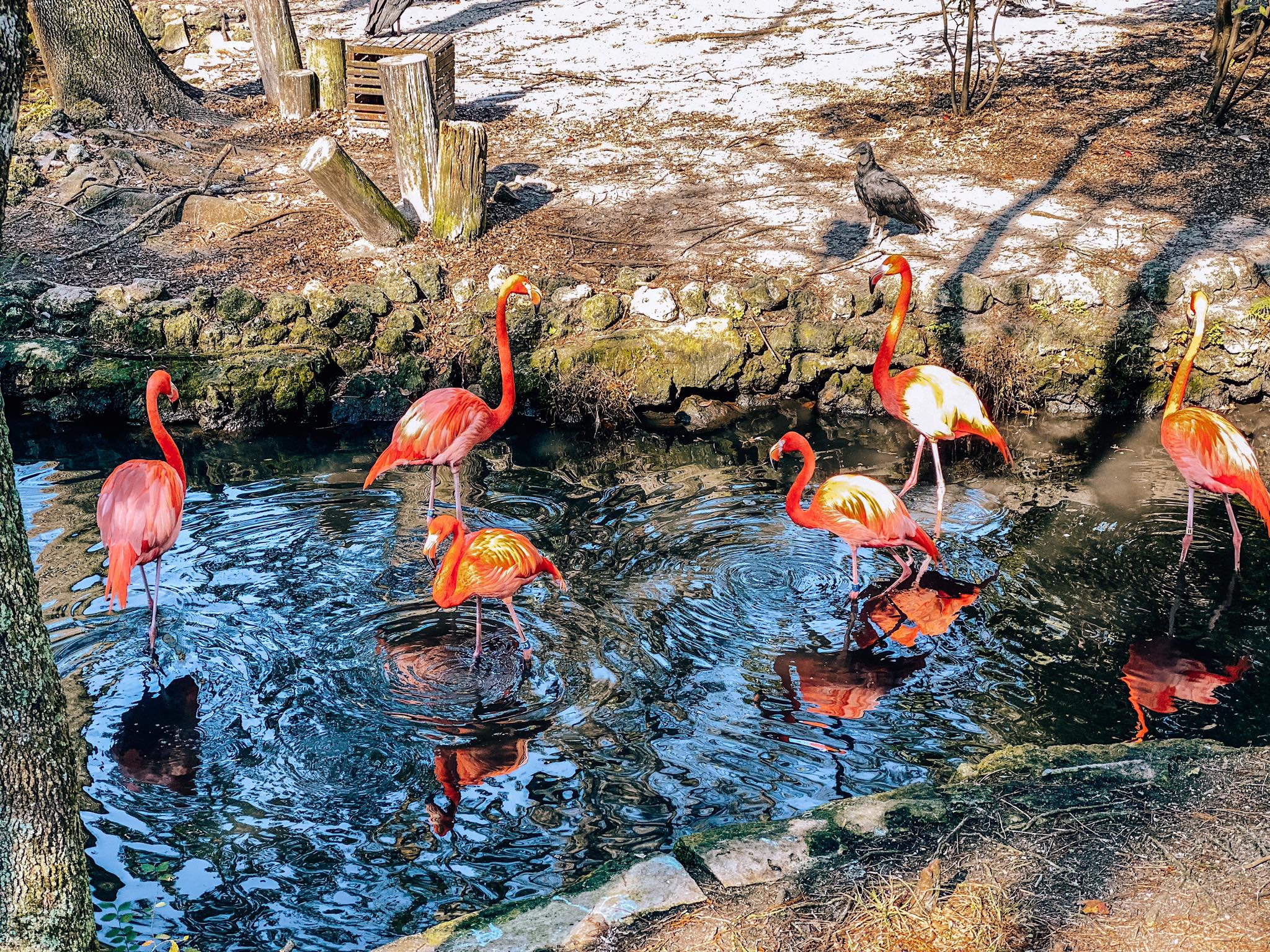 Homosassa Springs_Wildlife_4