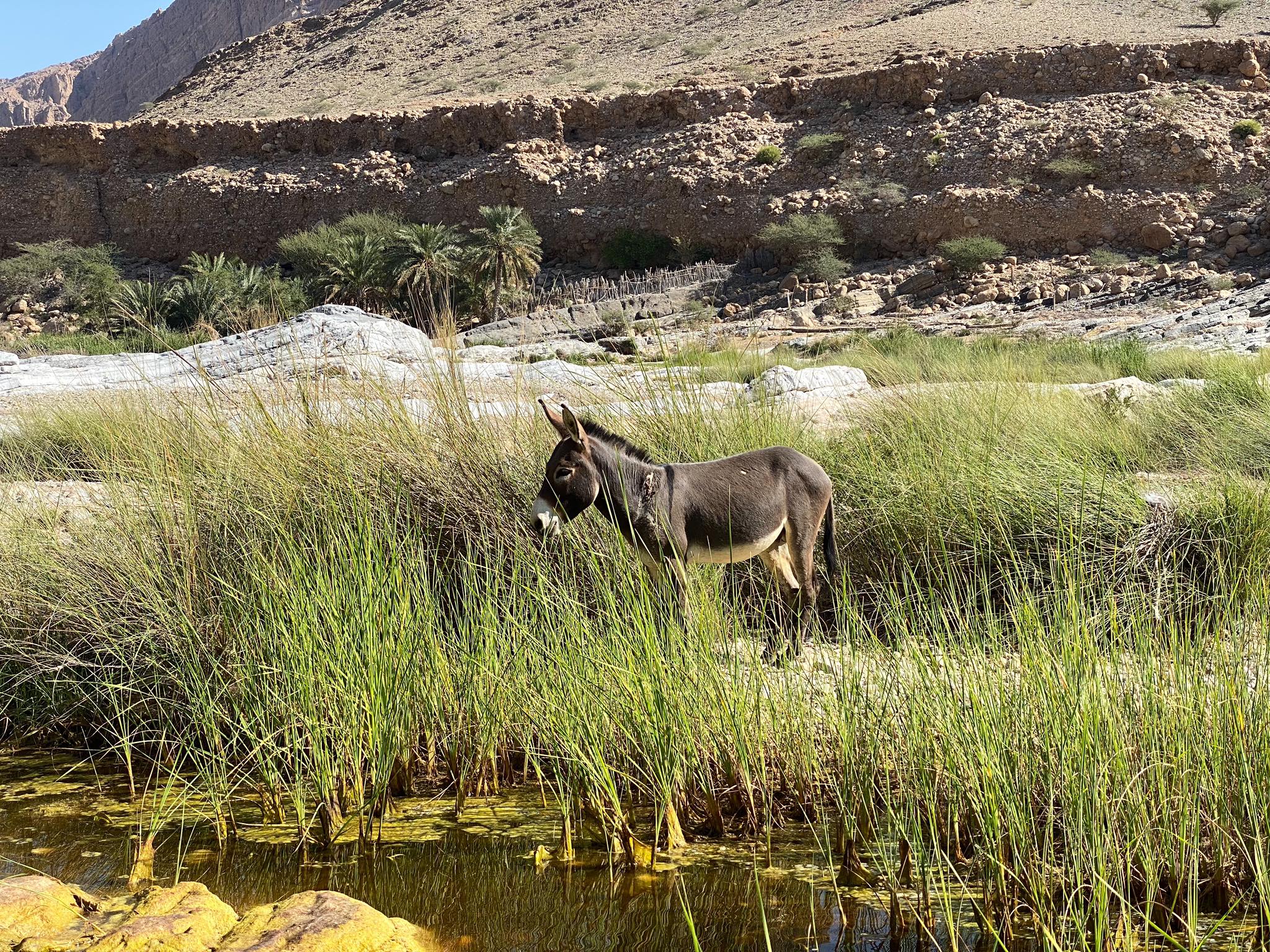 Wadi Al Arbeieen_8