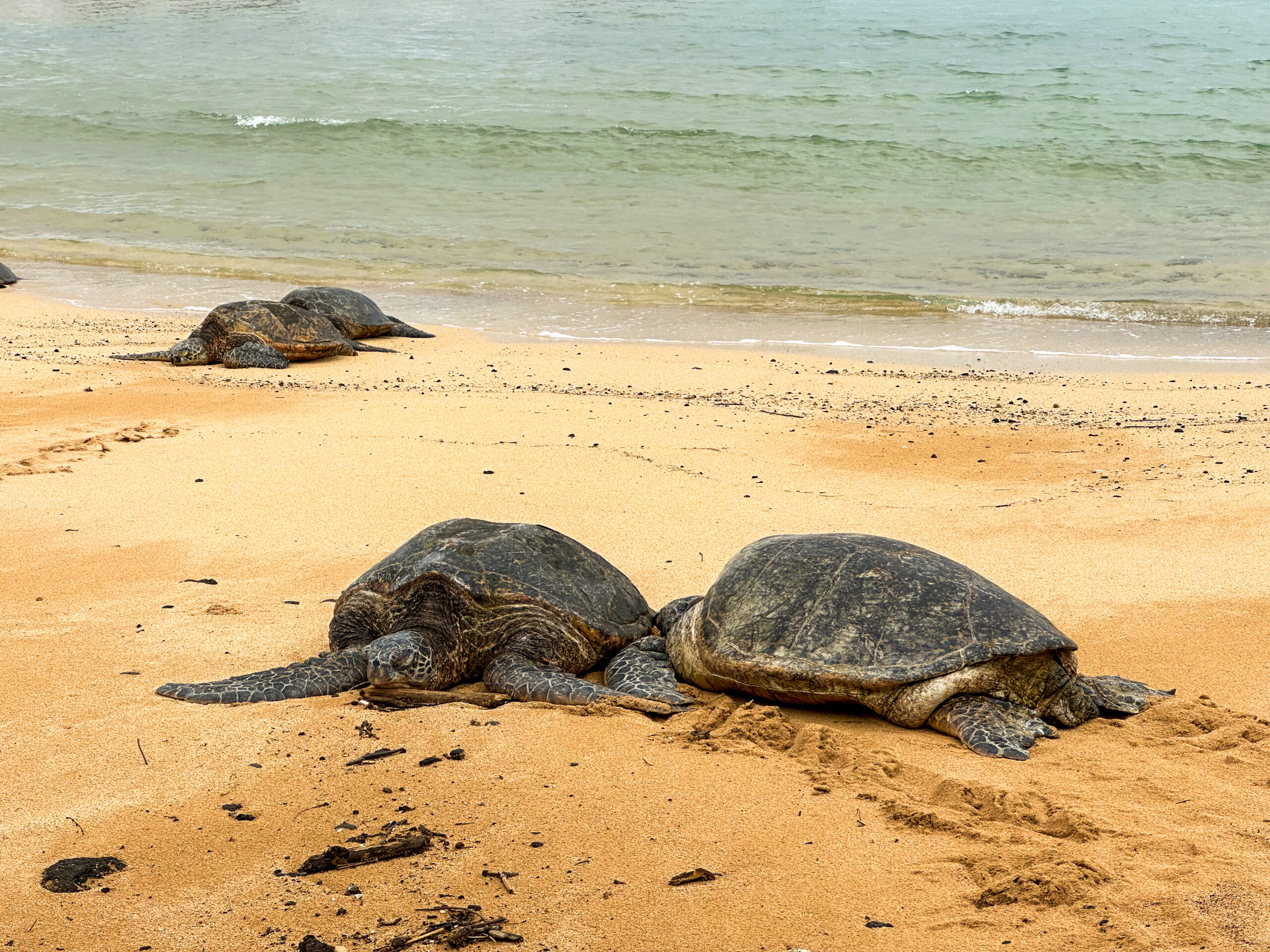 Poipu Beach, żółwie na Hawajach 