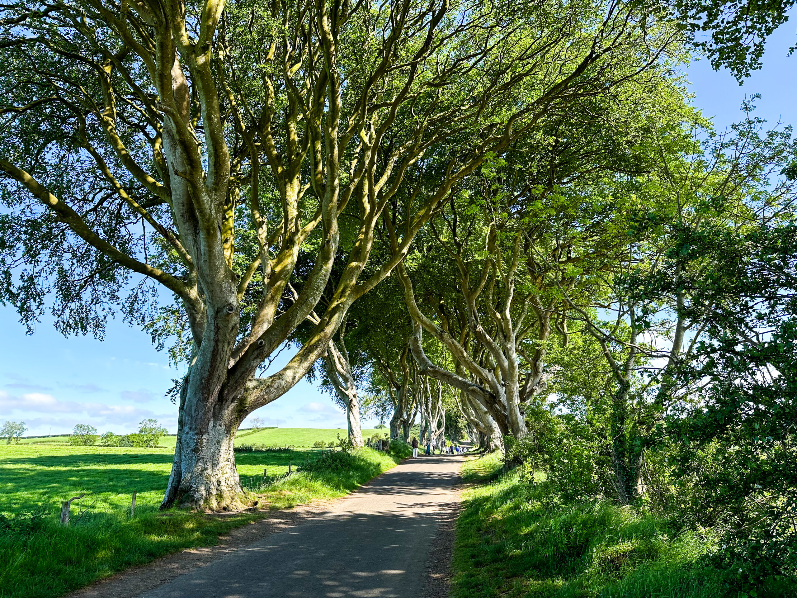 Dark Hedges