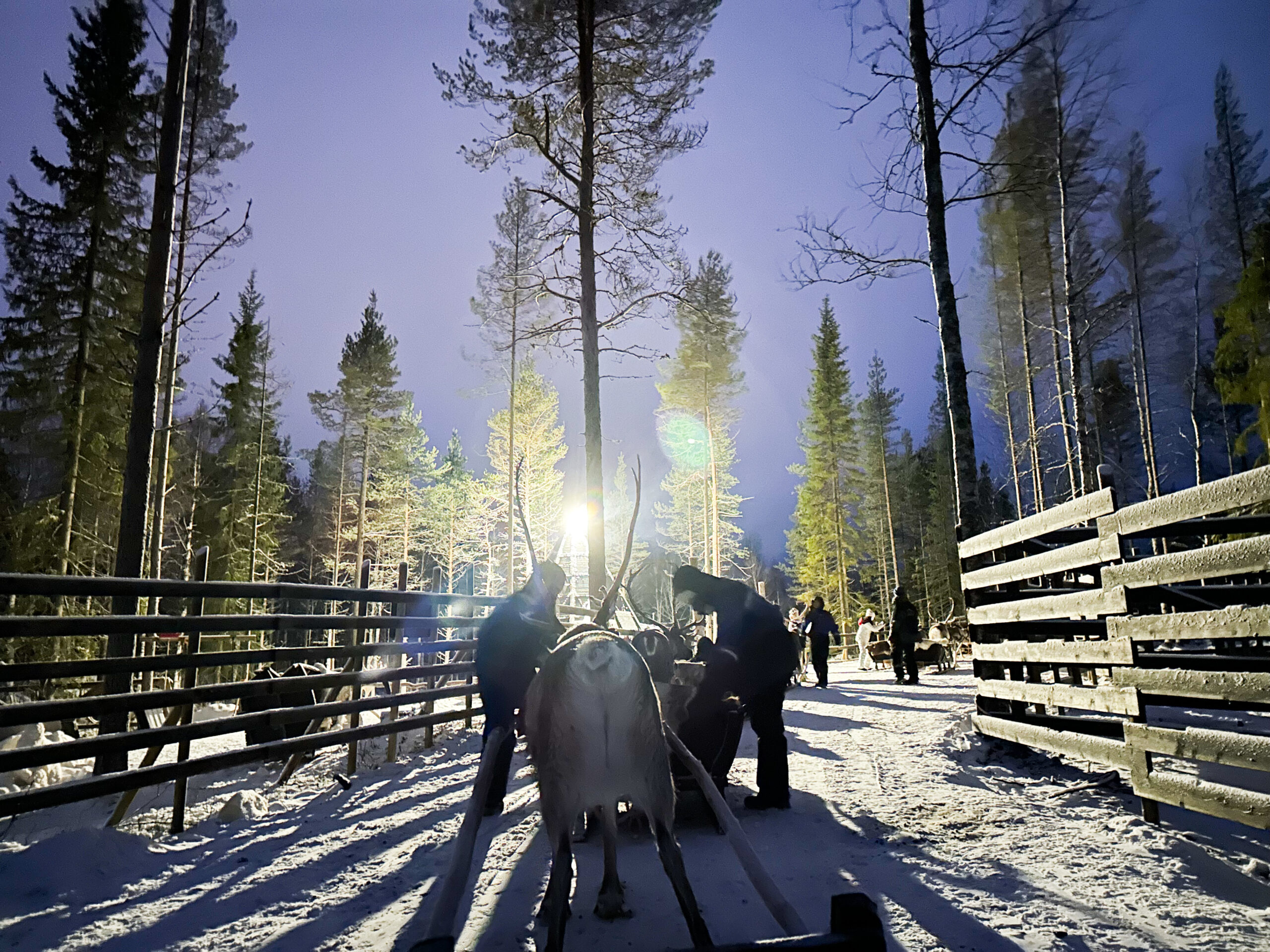 Renifery, Laponia, Apukka Resort