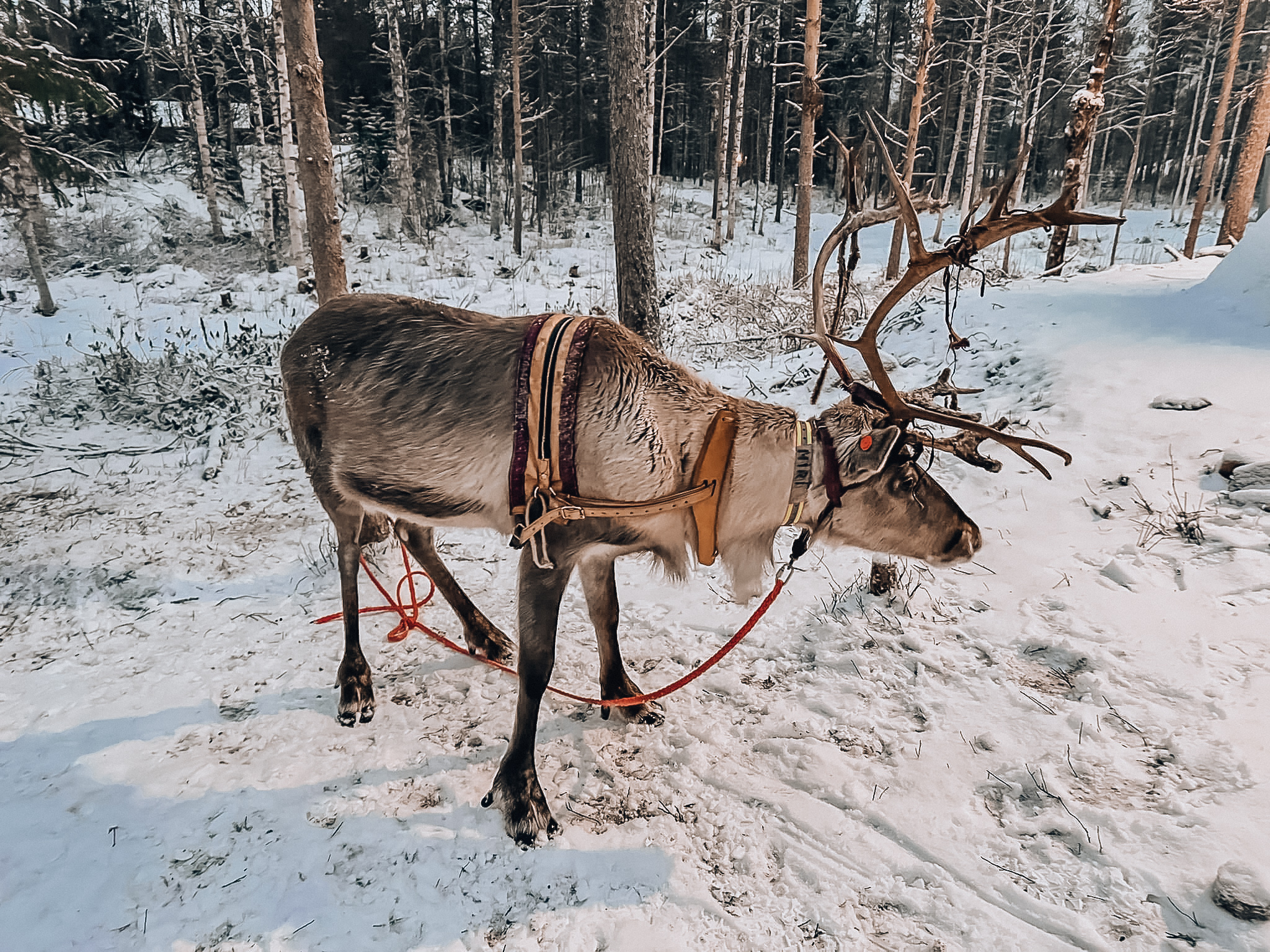 Renifery, Laponia, przejażdżka saniami, Apukka Resort