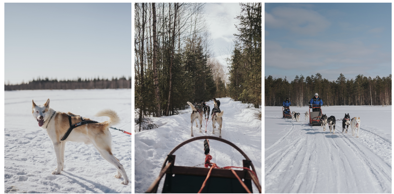 baba Husky, zaprzęgi husky